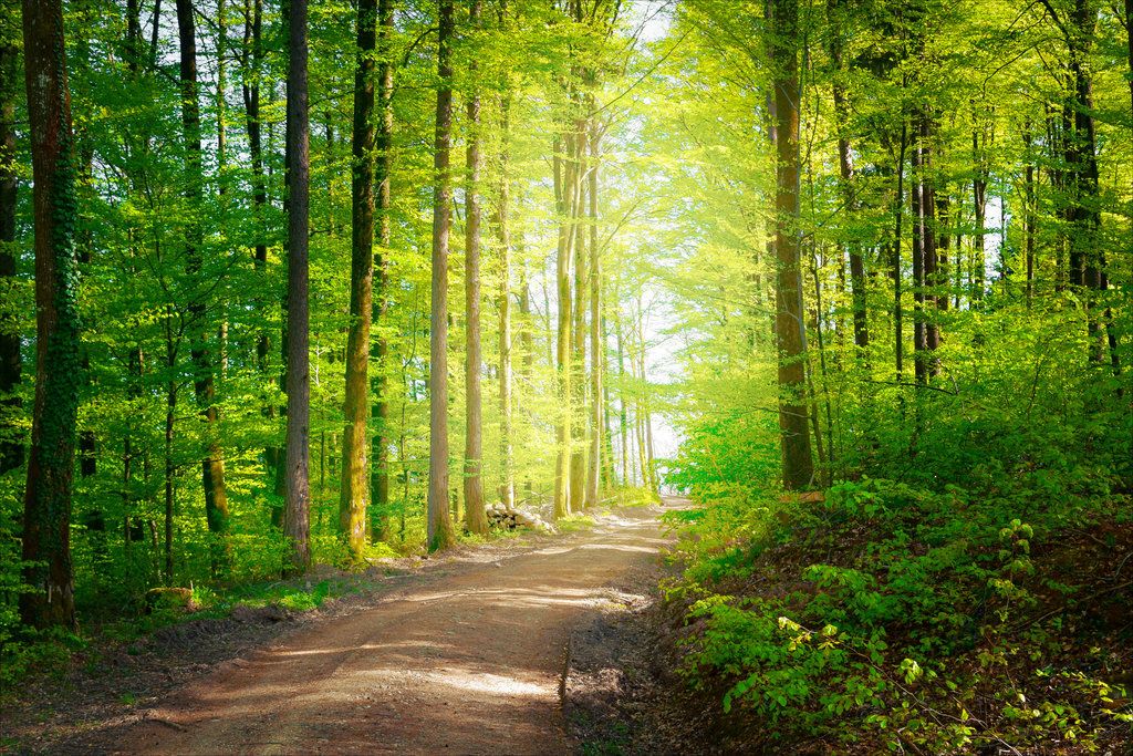 Sunlit forest canopy trail with dappled light filtering through green leaves