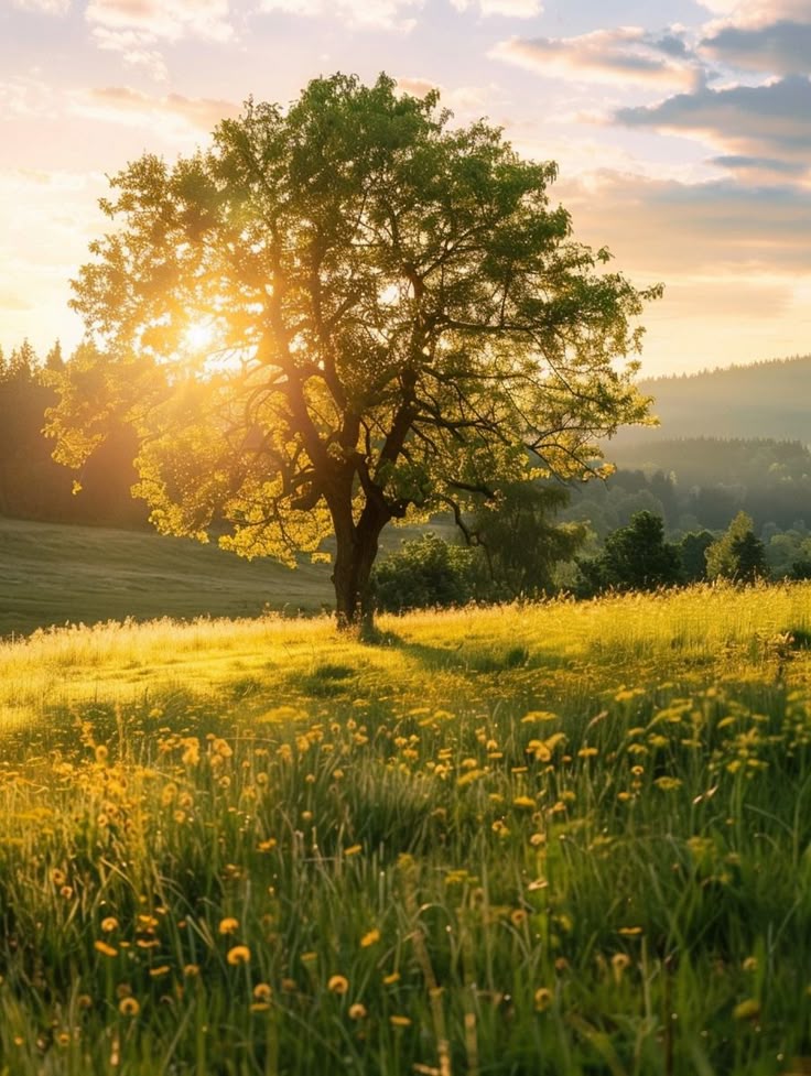 Morning meadow with wild grasses and soft golden sunlight across open field